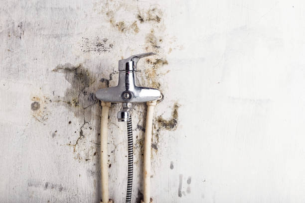 Best Mold Damage Repair  in Miami Shores, FL
