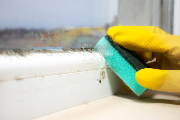 Best Residential Mold Removal  in Miami Shores, FL