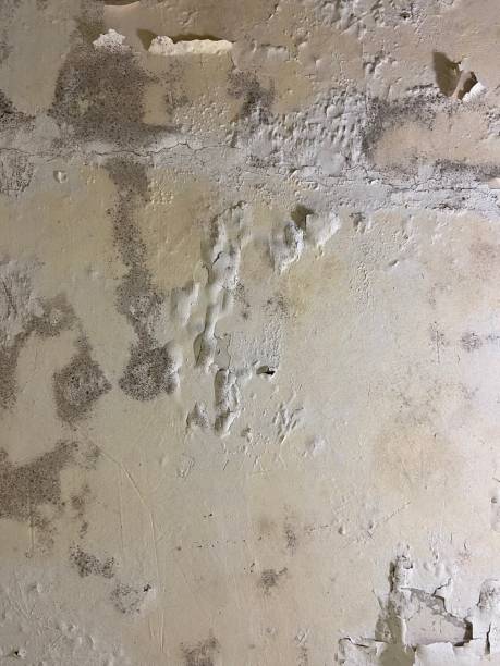 Best Mold Testing  in Miami Shores, FL